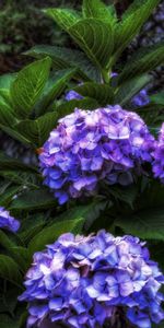 Flowers,Leaves,Bush,Flowering,Greens,Bloom,Hydrangea