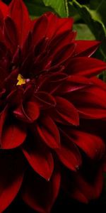 Flowers,Leaves,Close Up,Dahlia