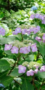 Feuilles,Fleurs,Fermer,Gros Plan,Floraison,Hortensia