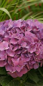 Feuilles,Fermer,Gros Plan,Hortensia,Fleurs,Jardin