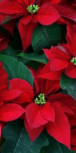 Flowers,Leaves,Close Up,Greens,Poinsettia