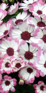 Flowers,Leaves,Flower Bed,Flowerbed,Cineraria,Bicolor,Two Colored