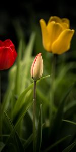 Flowers,Leaves,Flower Bed,Flowerbed,Tulips