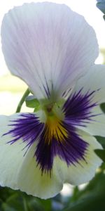 Flowers,Leaves,Flower,Close Up