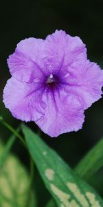 Flowers,Leaves,Flower,Close Up,Night