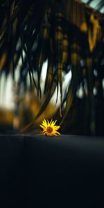 Flowers,Leaves,Flower,Palm,Branch