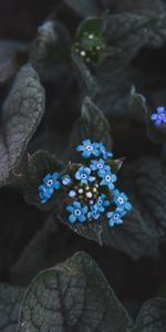 Flowers,Leaves,Flower,Plant,Flowering,Inflorescence,Bloom