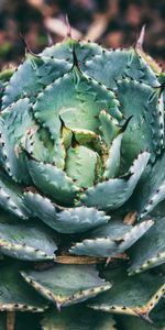 Feuilles,Plante,Planter,Succulent,Fleur,Fleurs