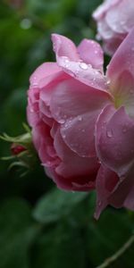 Flowers,Leaves,Flower,Rose,Bud,Pink,Rose Flower