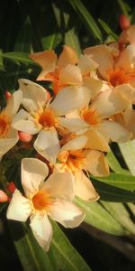 Flowers,Leaves,Flower,Sharpness,Oleander