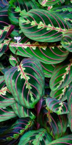 Flowers,Leaves,Flower,Veins