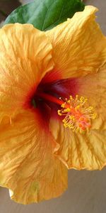 Flowers,Leaves,Flowering,Pot,Bloom,Hibiscus