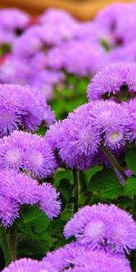 Flores,Hojas,Esponjoso,Peludo,Ageratum,Agetunum