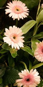 Flowers,Leaves,Gerberas,Greens,Stems