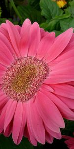 Flowers,Leaves,Gerberas,Petals,Close Up