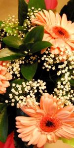 Flowers,Leaves,Gerberas,Typography,Registration,Gipsophile,Packaging,Gypsophilus