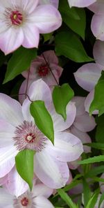 Flowers,Leaves,Greens,Blooming,Clematis,Flowering