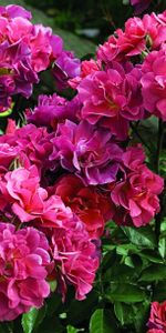 Flowers,Leaves,Greens,Chinese Rose,Bush,Garden