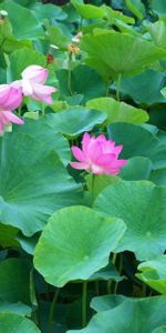 Flowers,Leaves,Greens,Lot,Lotuses