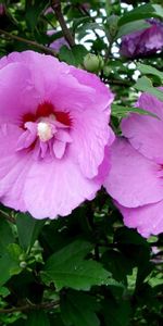 Flowers,Leaves,Greens,Pink