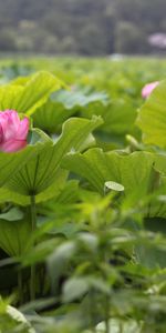 Feuilles,Légumes Verts,Verdure,Acuité,Fleurs,Lotus