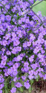 Flowers,Leaves,Grid