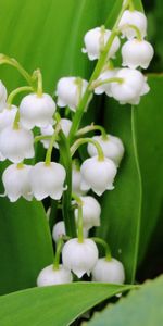 Flowers,Leaves,Lily Of The Valley