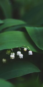 Fleurs,Feuilles,Muguet