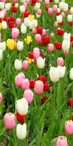 Flowers,Leaves,Lot,Different,Tulips