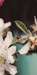 Flowers,Leaves,Macro,Branch,Ladybug,Ladybird