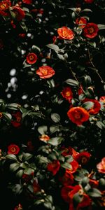 Flowers,Leaves,Macro,Branches