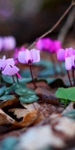 Flowers,Leaves,Macro,Branches,Humid,Wet,Spring