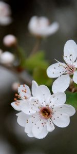 Flowers,Leaves,Macro,Flowering,Bloom,Spring