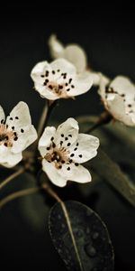 Sec,Feuilles,Macro,Fleurs,Contexte,Floraison