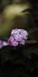 Fleurs,Feuilles,Floraison,Phlox,Macro