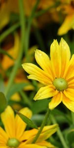 Légumes Verts,Rudbekia |,Des Gouttes De Rosée,Gouttes De Rosée,Feuilles,Macro,Verdure,Rudbeckie,Fleurs