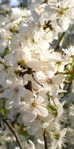 Flowers,Leaves,Mood,Flowering,Branch,Bloom,Sunny,Spring