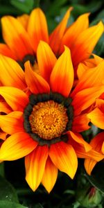 Flowers,Leaves,Mottled,Gazania,Ghazania,Variegated