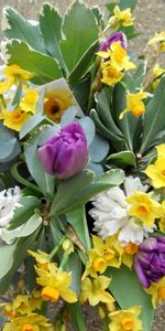 Flowers,Leaves,Narcissussi,Note,Bouquet,Tulips