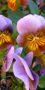 Flowers,Leaves,Pansies,Close Up