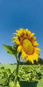 Flowers,Leaves,Petals,Sunflower,Field