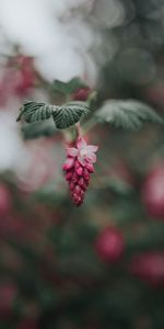 Flowers,Leaves,Pink,Flower,Blur,Smooth,Bloom,Flowering