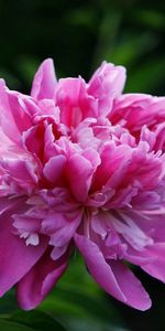 Flowers,Leaves,Pink,Flower,Peony,Close Up,Pion