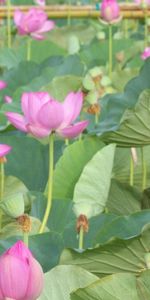 Flowers,Leaves,Pink,Greens,Lotuses