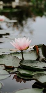 Flowers,Leaves,Pink,Lotus,Flowering,Water,Drops,Bloom