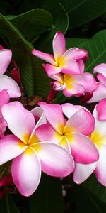 Flowers,Leaves,Pink,Plumeria,Close Up