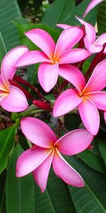 Flowers,Leaves,Pink,Tenderness,Plumeria