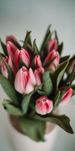 Flowers,Leaves,Pink,Tulips