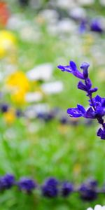 Flowers,Leaves,Plant,Branch