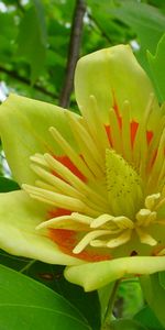 Flowers,Leaves,Plants